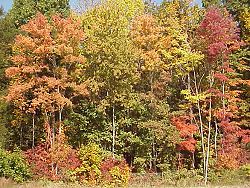 More orange and yellow trees